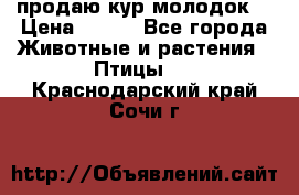 продаю кур молодок. › Цена ­ 320 - Все города Животные и растения » Птицы   . Краснодарский край,Сочи г.